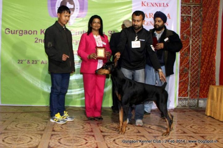 lineup,,sw-113, Gurgaon Dog Show (2 Feb 2014), DogSpot.in