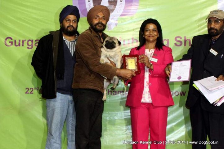 lineup,,sw-113, Gurgaon Dog Show (2 Feb 2014), DogSpot.in