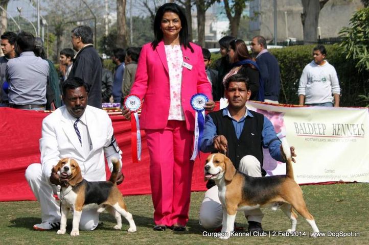 beagle,,sw-113, Gurgaon Dog Show (2 Feb 2014), DogSpot.in