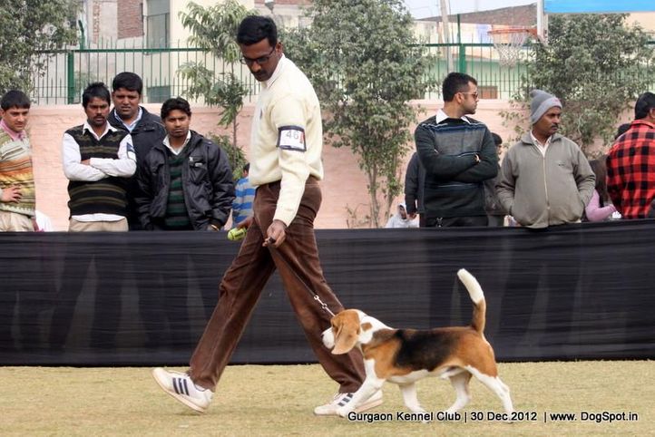 beagle,ex-46,sw-77,, Gurgaon Dog Show 2012, DogSpot.in