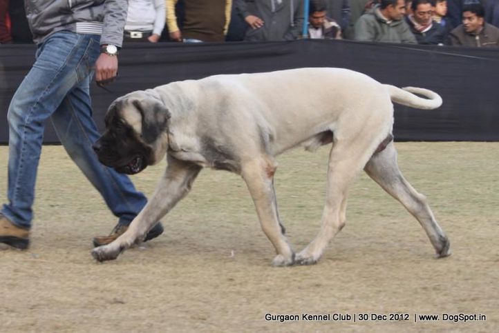 ex-181,mastiff,sw-77,, Gurgaon Dog Show 2012, DogSpot.in