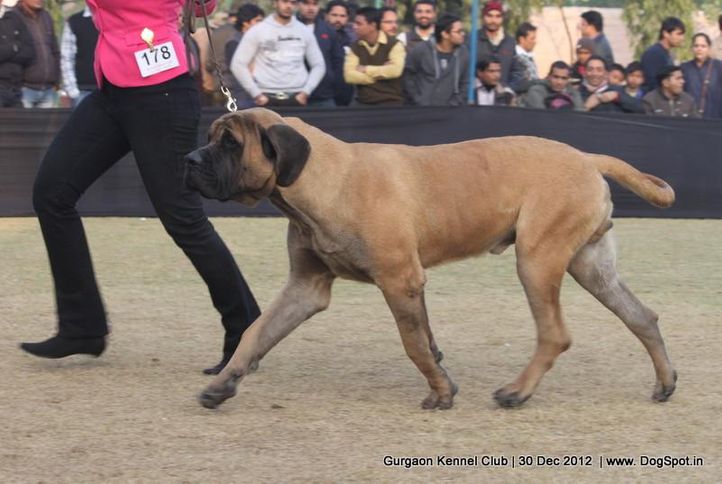ex-178,mastiff,sw-77,, Gurgaon Dog Show 2012, DogSpot.in
