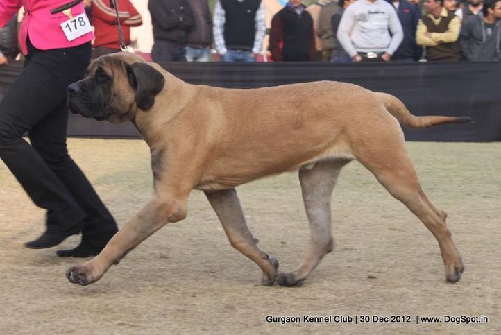 ex-178,mastiff,sw-77,, Gurgaon Dog Show 2012, DogSpot.in