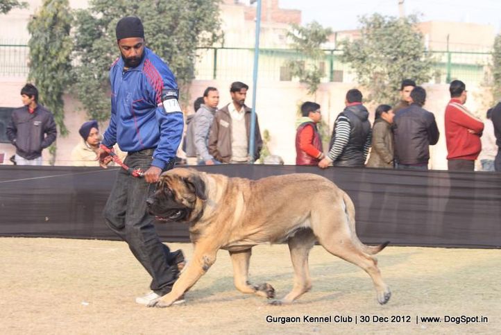ex-176,mastiff,sw-77,, Gurgaon Dog Show 2012, DogSpot.in