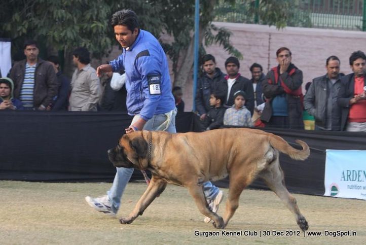 ex-182,mastiff,sw-77,, Gurgaon Dog Show 2012, DogSpot.in