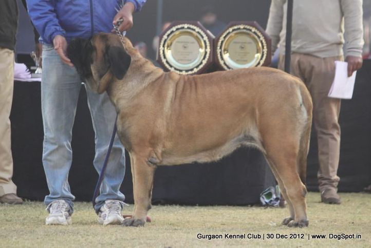 mastiff,sw-77,, Gurgaon Dog Show 2012, DogSpot.in