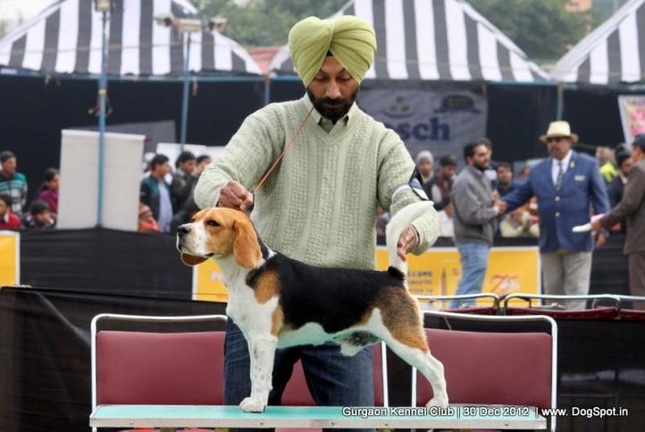 beagle,ex-34,sw-77,, Gurgaon Dog Show 2012, DogSpot.in
