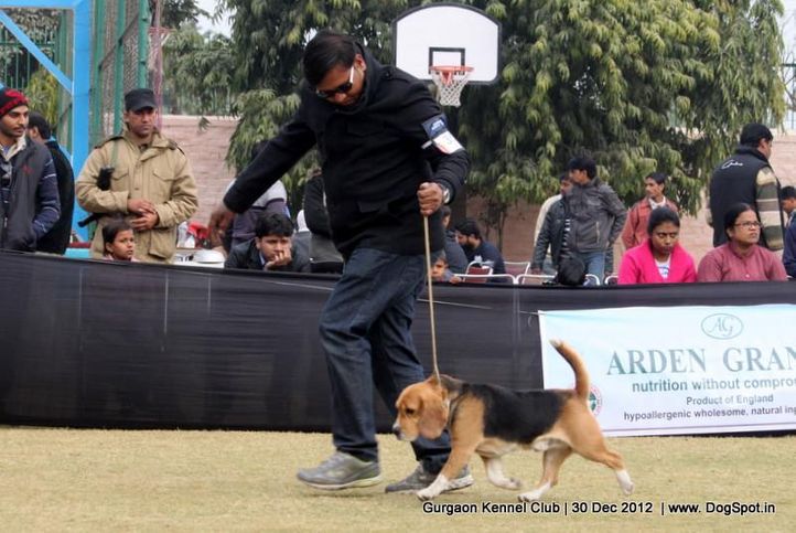 beagle,ex-35,sw-77,, Gurgaon Dog Show 2012, DogSpot.in