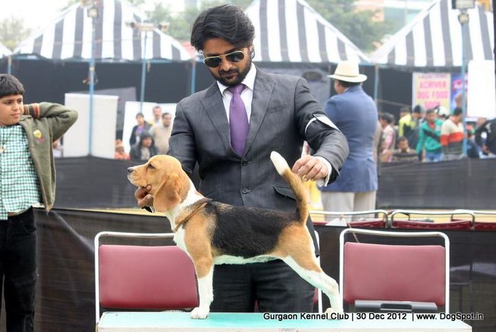 beagle,ex-38,sw-77,, Gurgaon Dog Show 2012, DogSpot.in