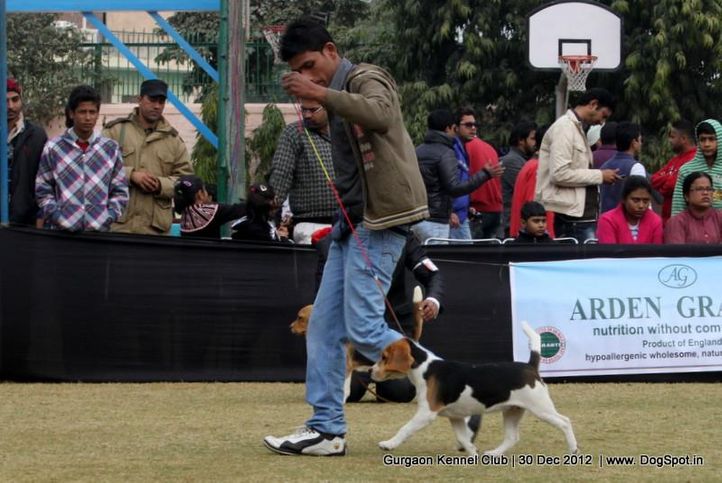 beagle,sw-77,, Gurgaon Dog Show 2012, DogSpot.in