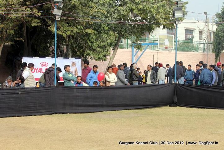 labrador retriever,people,sw-77,, Gurgaon Dog Show 2012, DogSpot.in