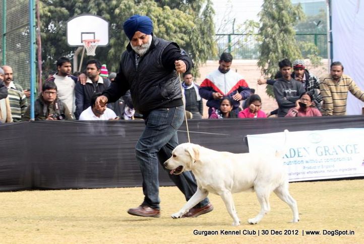 labrador retriever,sw-77,, Gurgaon Dog Show 2012, DogSpot.in