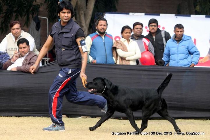 ex-91,labrador retriever,sw-77,, Gurgaon Dog Show 2012, DogSpot.in