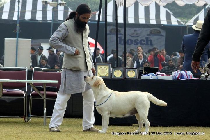 ex-84,labrador retriever,sw-77,, Gurgaon Dog Show 2012, DogSpot.in