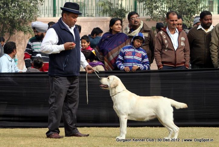 ex-80,labrador retriever,sw-77,, Gurgaon Dog Show 2012, DogSpot.in