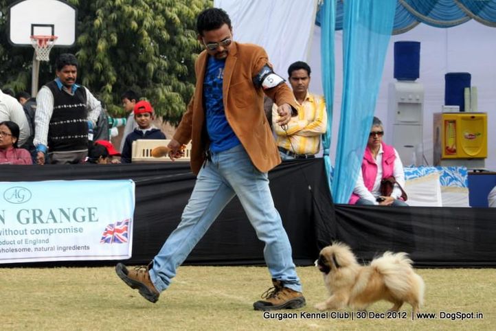 ex-5,pekingese,sw-77,, Gurgaon Dog Show 2012, DogSpot.in