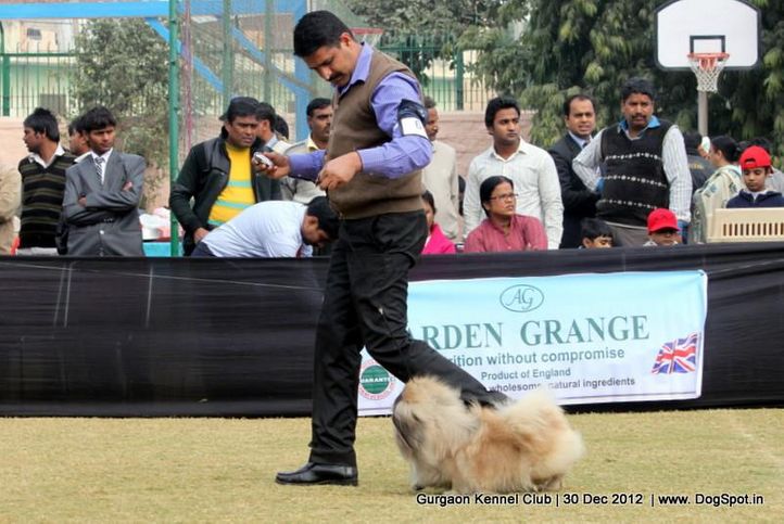 ex-6,pekingese,sw-77,, Gurgaon Dog Show 2012, DogSpot.in