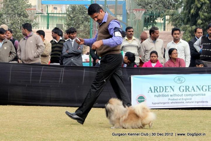 ex-6,pekingese,sw-77,, Gurgaon Dog Show 2012, DogSpot.in
