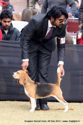 beagle,ex-38,sw-77,, Gurgaon Dog Show 2012, DogSpot.in