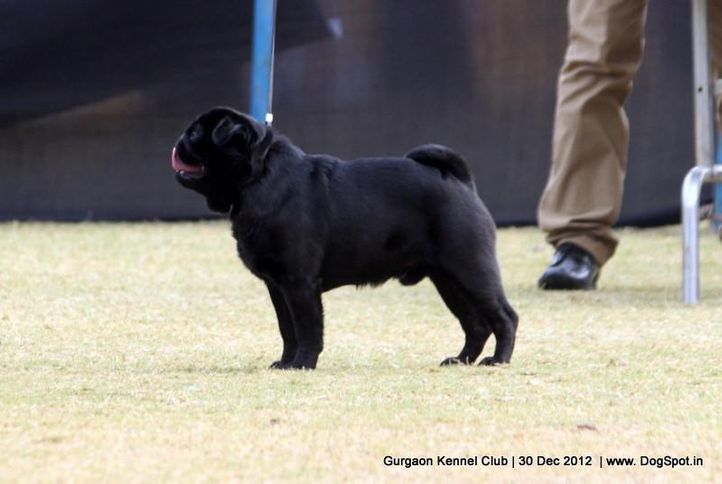 pug,sw-77,, Gurgaon Dog Show 2012, DogSpot.in