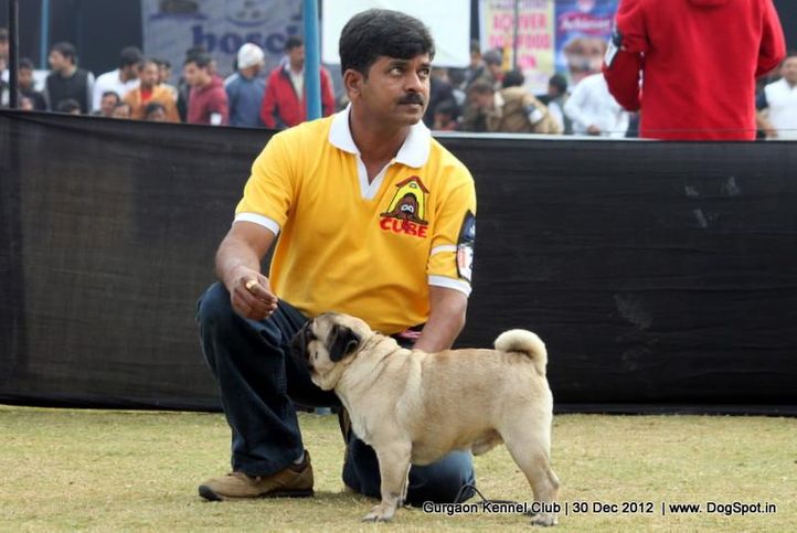 pug,sw-77,, Gurgaon Dog Show 2012, DogSpot.in