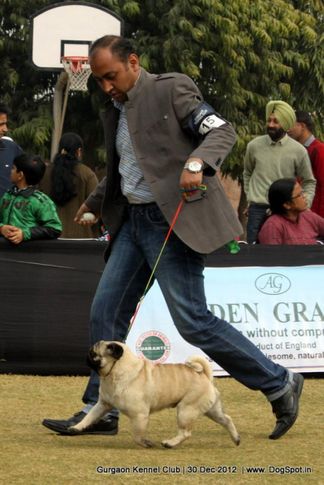 ex-15,pug,sw-77,, Gurgaon Dog Show 2012, DogSpot.in