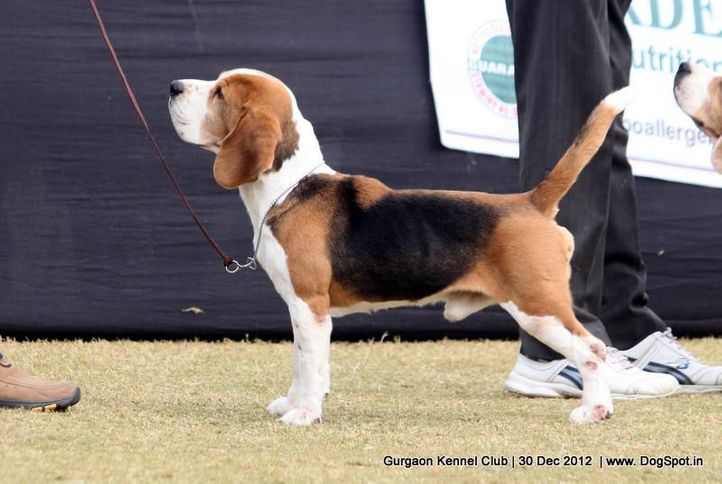 beagle,ex-50,sw-77,, Gurgaon Dog Show 2012, DogSpot.in