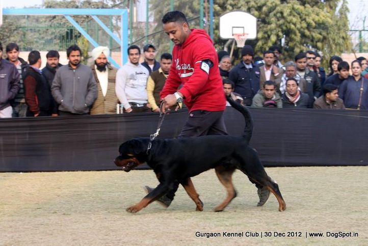 ex-201,rottweiler,sw-77,, Gurgaon Dog Show 2012, DogSpot.in