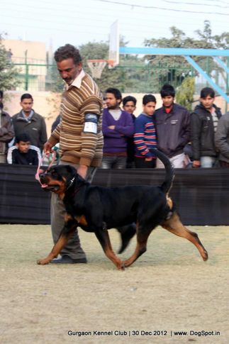 ex-217,rottweiler,sw-77,, Gurgaon Dog Show 2012, DogSpot.in