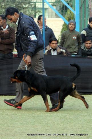 rottweiler,sw-77,, Gurgaon Dog Show 2012, DogSpot.in