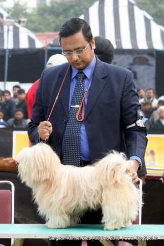 lhasa apso,sw-77,, Gurgaon Dog Show 2012, DogSpot.in