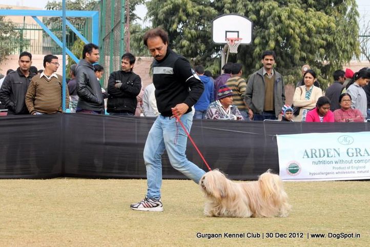 lhasa apso,sw-77,, Gurgaon Dog Show 2012, DogSpot.in