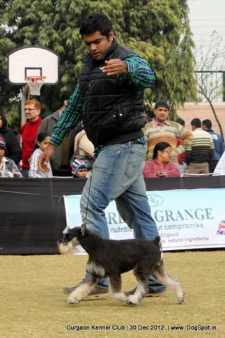 ex-113,miniature schnauzer,sw-77,, Gurgaon Dog Show 2012, DogSpot.in
