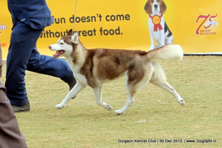 ex-234,siberian husky,sw-77,, Gurgaon Dog Show 2012, DogSpot.in