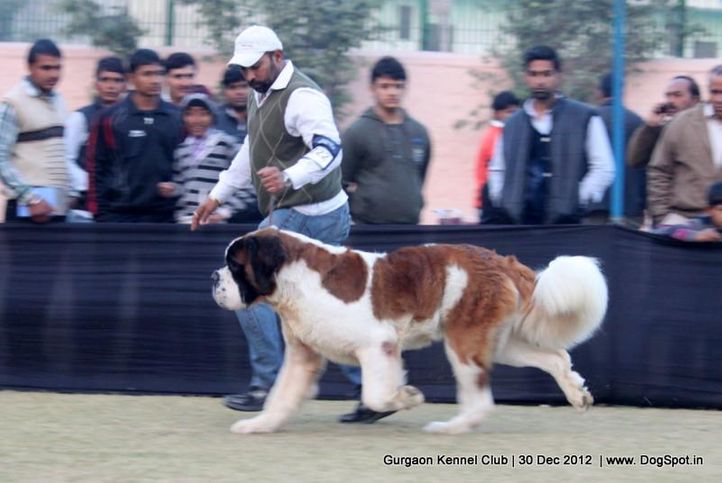 ex-222,stbernard,sw-77,, Gurgaon Dog Show 2012, DogSpot.in