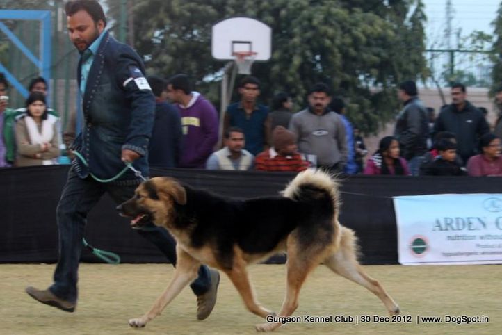 ex-238,sw-77,tibetan mastiff,, Gurgaon Dog Show 2012, DogSpot.in