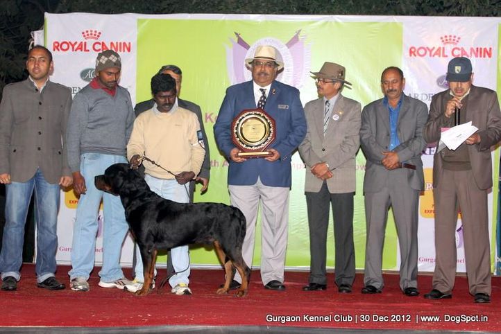 line up,sw-77,, Gurgaon Dog Show 2012, DogSpot.in