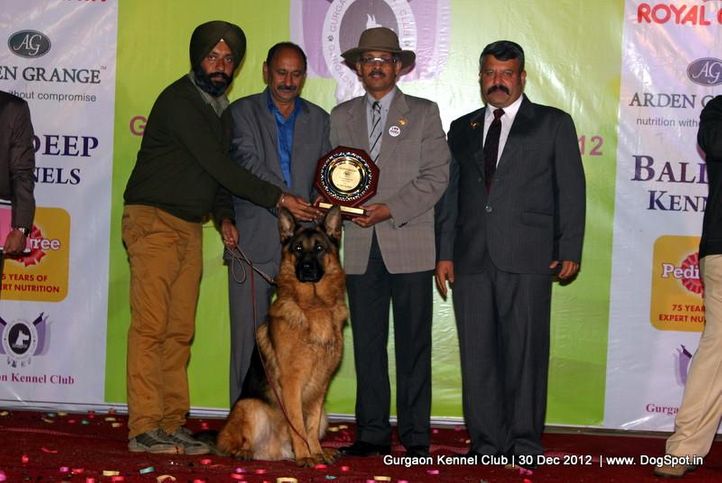 line up,sw-77,, Gurgaon Dog Show 2012, DogSpot.in