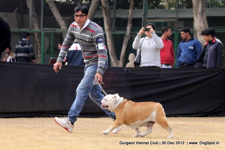 bull dog,ex-105,sw-77,, Gurgaon Dog Show 2012, DogSpot.in