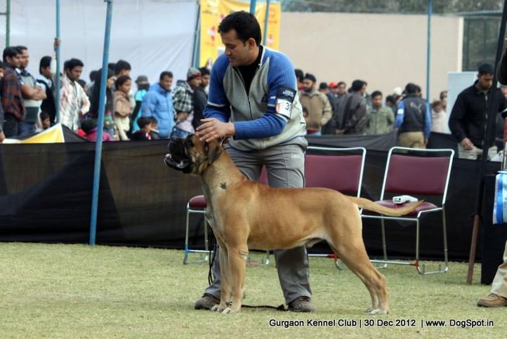 bull mastiff,ex-139,sw-77,, Gurgaon Dog Show 2012, DogSpot.in