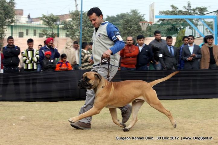 bull mastiff,ex-139,sw-77,, Gurgaon Dog Show 2012, DogSpot.in