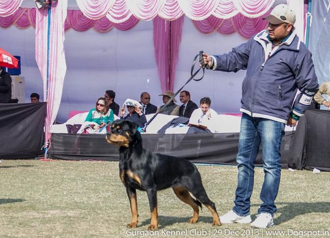 rottweiler,sw-109,, Gurgaon Dog Show 2013, DogSpot.in