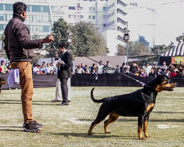 rottweiler,sw-109,, Gurgaon Dog Show 2013, DogSpot.in