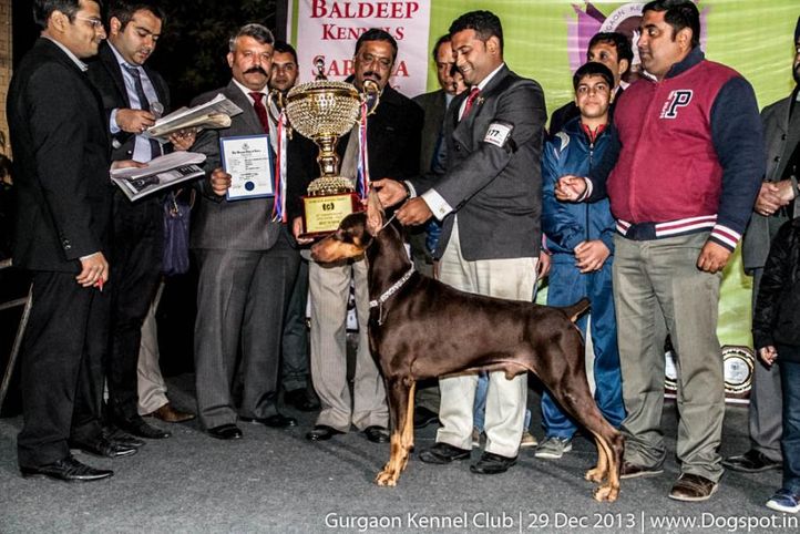 lineup,sw-109,, Gurgaon Dog Show 2013, DogSpot.in