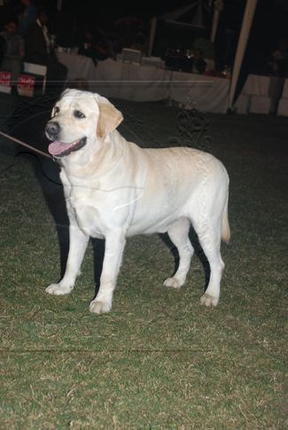 Labrador,, Gurgaon Dog Show Day1, DogSpot.in