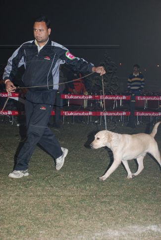 Labrador,, Gurgaon Dog Show Day1, DogSpot.in
