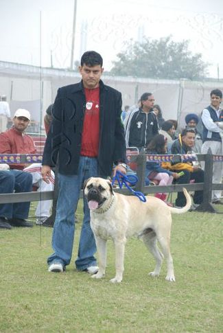 mastiff,, Gurgaon Dog Show Day1, DogSpot.in