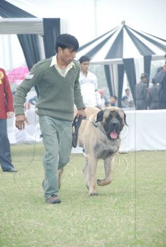 mastiff,, Gurgaon Dog Show Day1, DogSpot.in