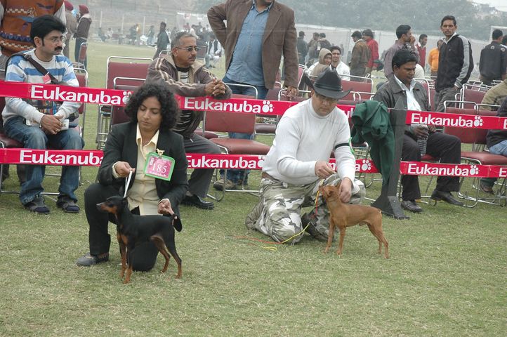 minpin,, Gurgaon Dog Show Day1, DogSpot.in