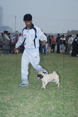 pug,, Gurgaon Dog Show Day1, DogSpot.in